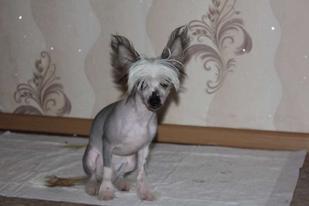 Nefritovyi Bydda Taiga Berry.