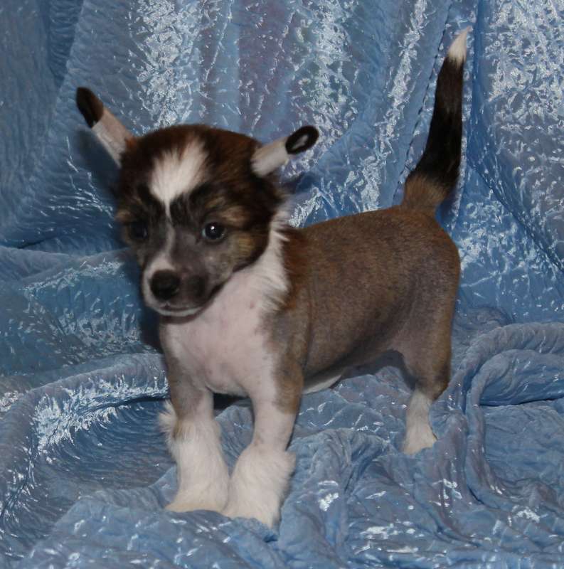 Verona Happy Destiny