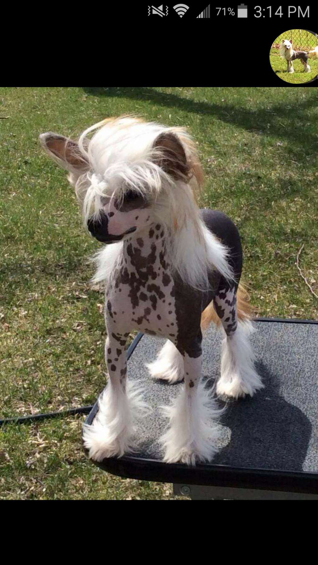 Famous I Could Hairless