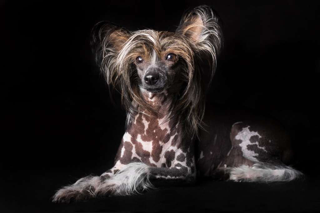 Grace Gillian Mali Zmaj