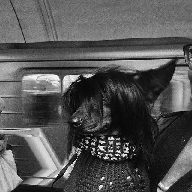 Bella Constanta Imagine Stori