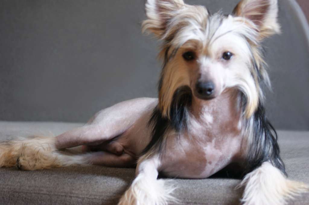 Fain Gold Evin Brutal