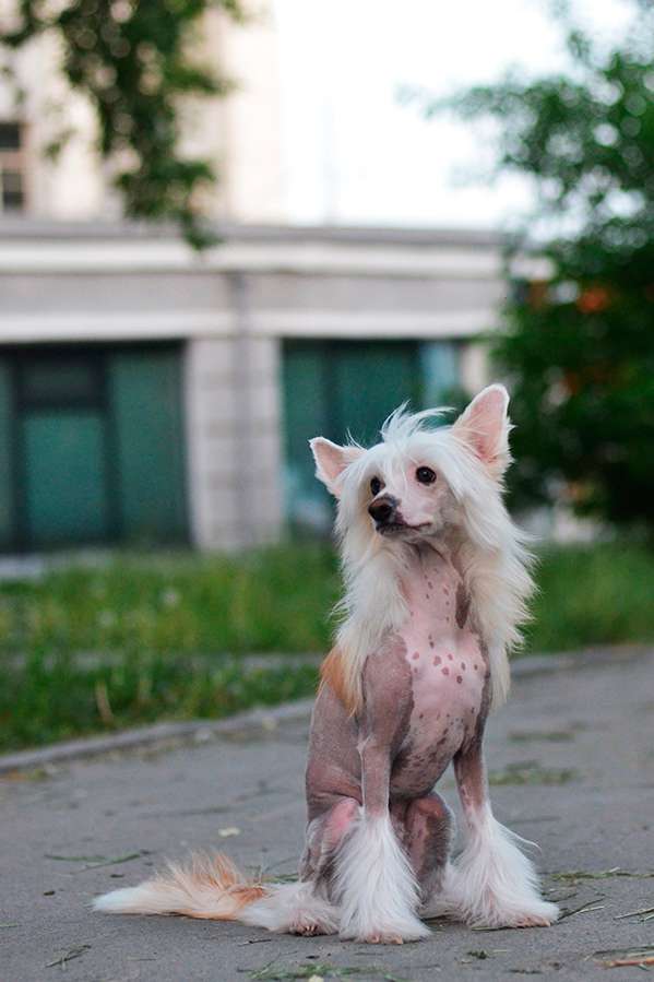 Kranar Sunshine Rabbit