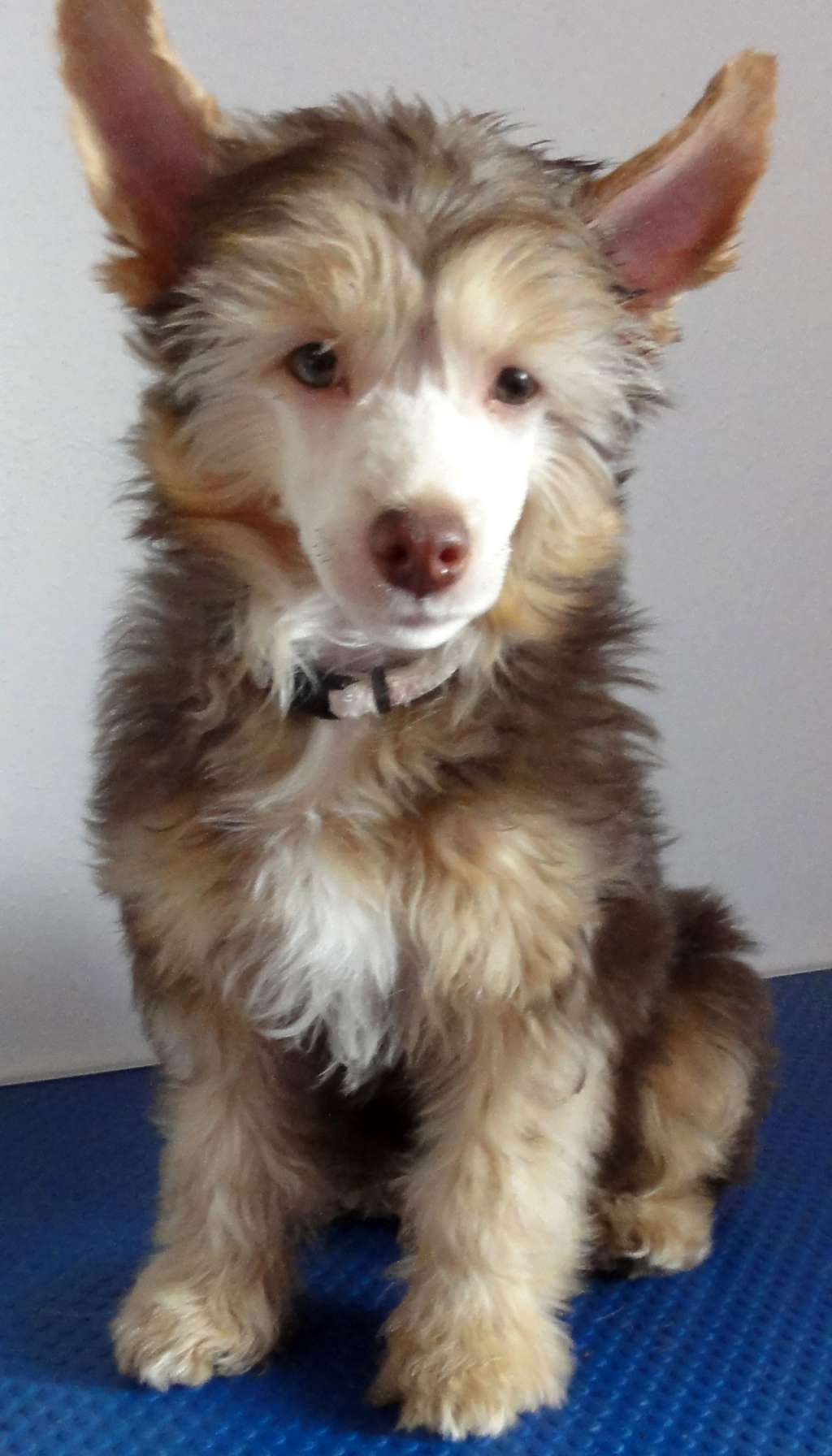 Crazy Little Diamond Pegasus