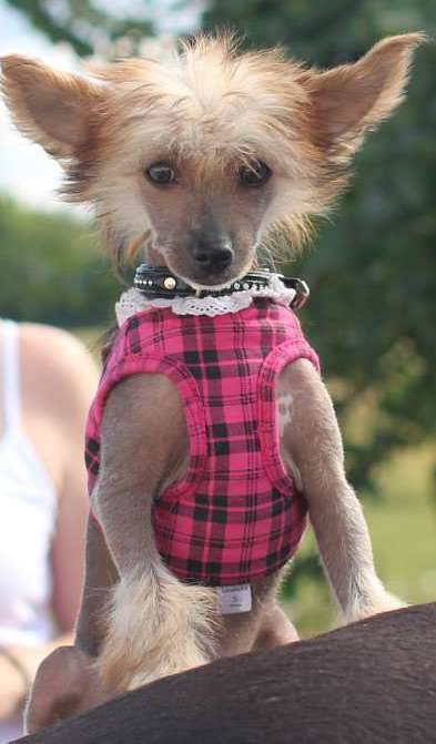 Crazy Little Diamonds Candy-Floss