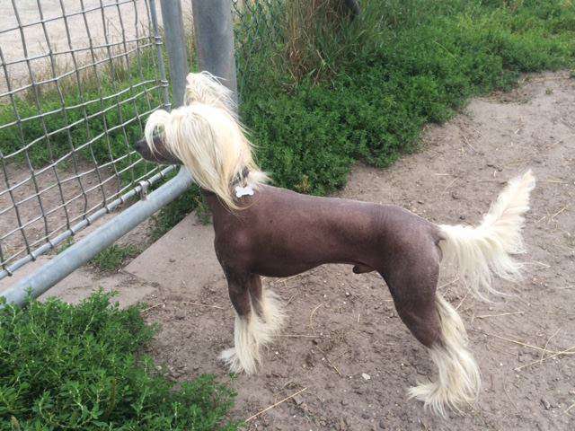 Crazy Little Diamonds Sugar-Daddy