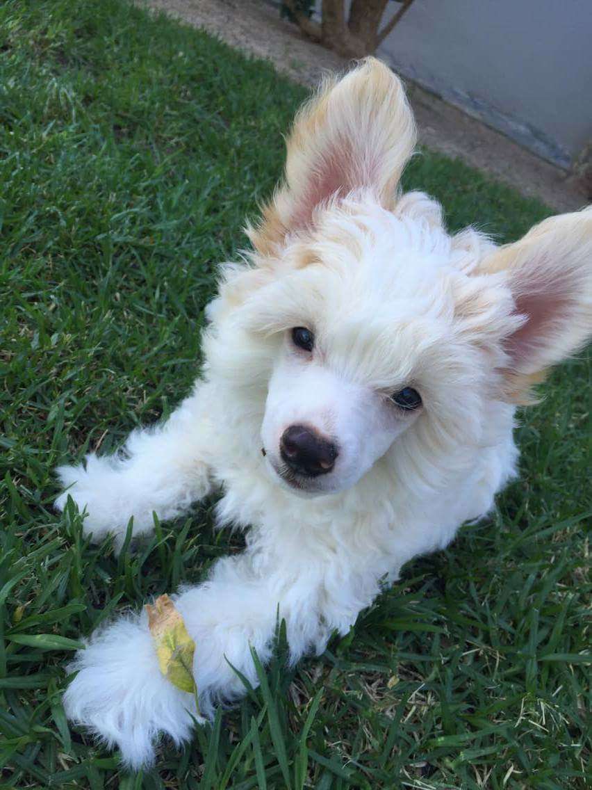 Krescendo BohemianRhapsody