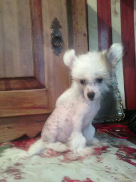 Vellar Pljus Sammy Jo