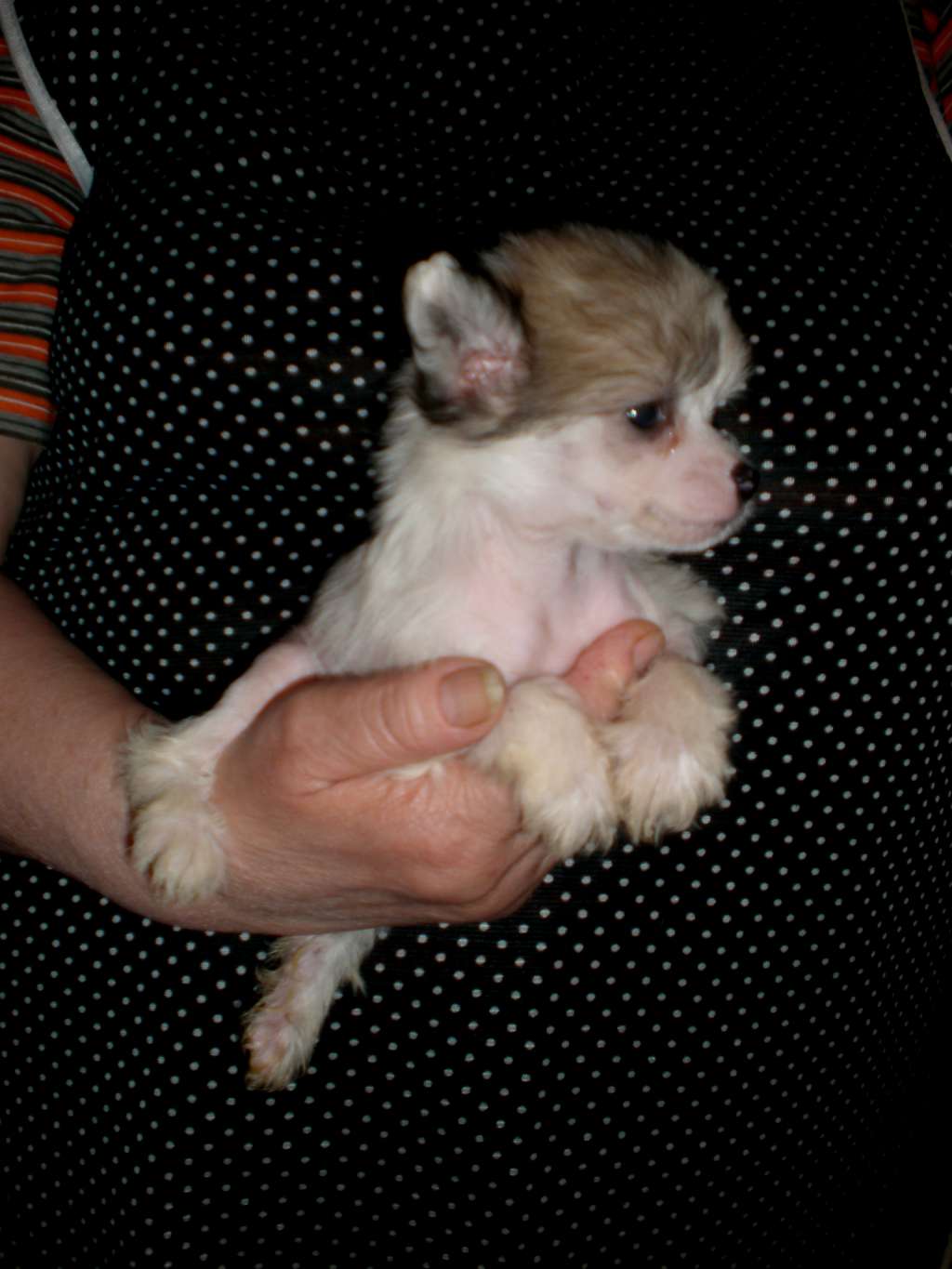 Vellar Pljus Stefaniya Sandrelly