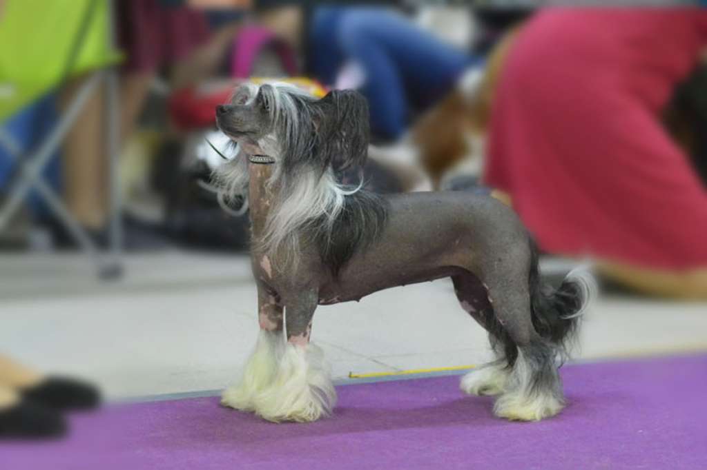 Vellar Pljus Sektor Priz