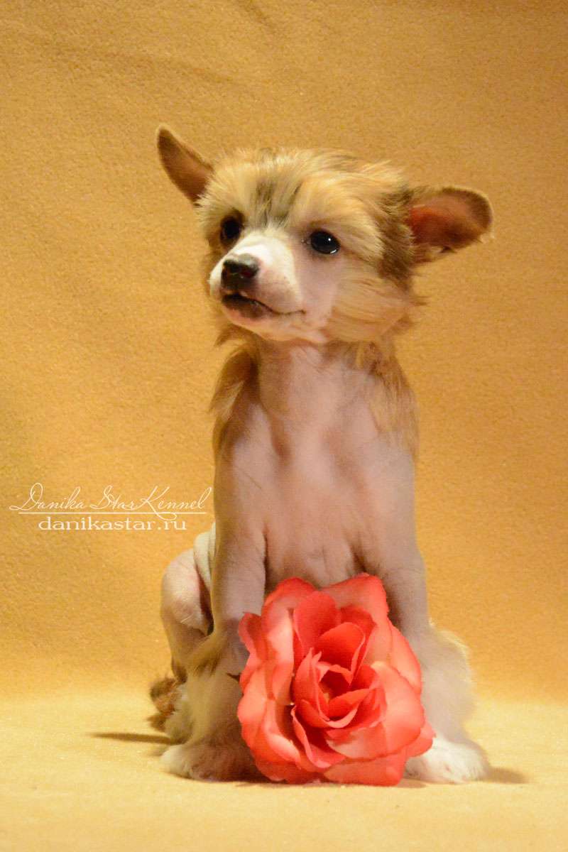 Danika Star Kathrin Golden Fox