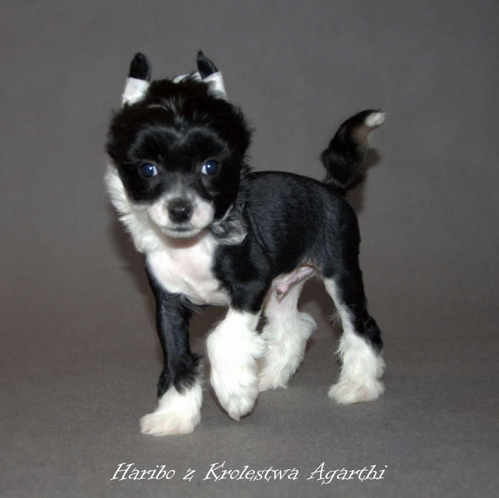 HARIBO z Krolestwa Agarthi