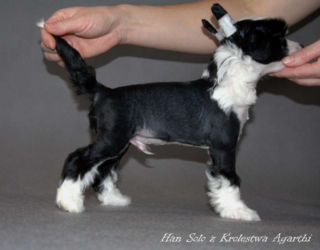 HAN SOLO z Krolestwa Agarthi