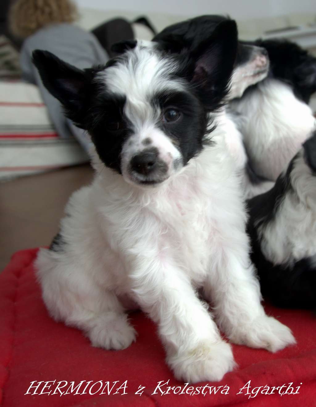 HERMIONA z Krolestwa Agarthi