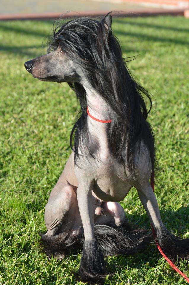 Danika Star Klondike Gold Rush