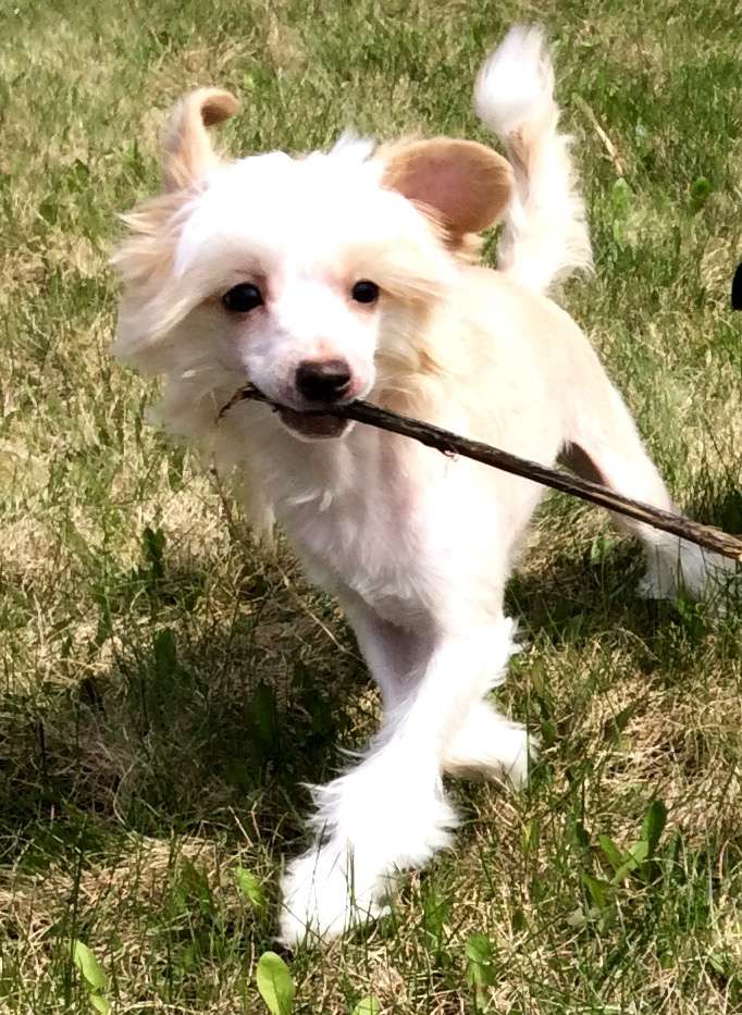 Danika Star Kenian Safari