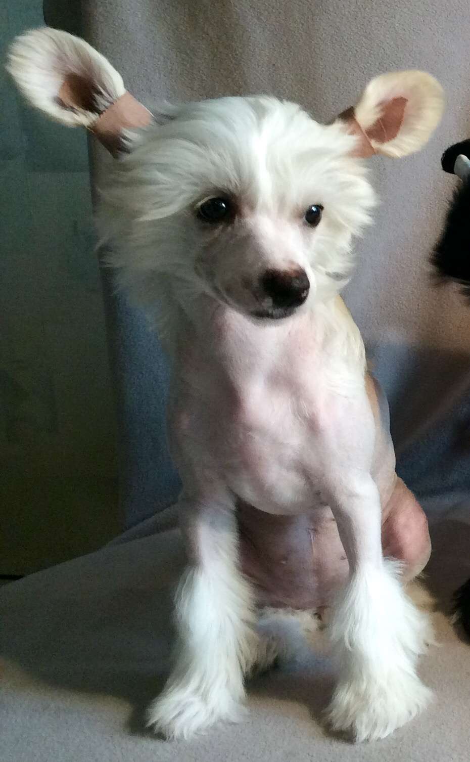 Danika Star Kensington Queen 26.01.2016 - 05.08.20