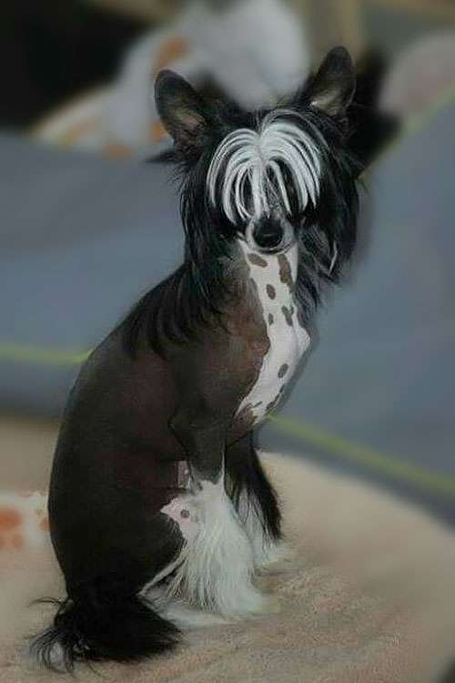 Danika Star King of Pride