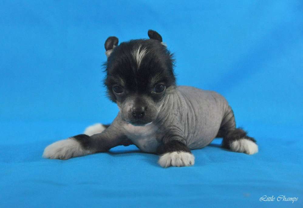 Luciole Little Champs