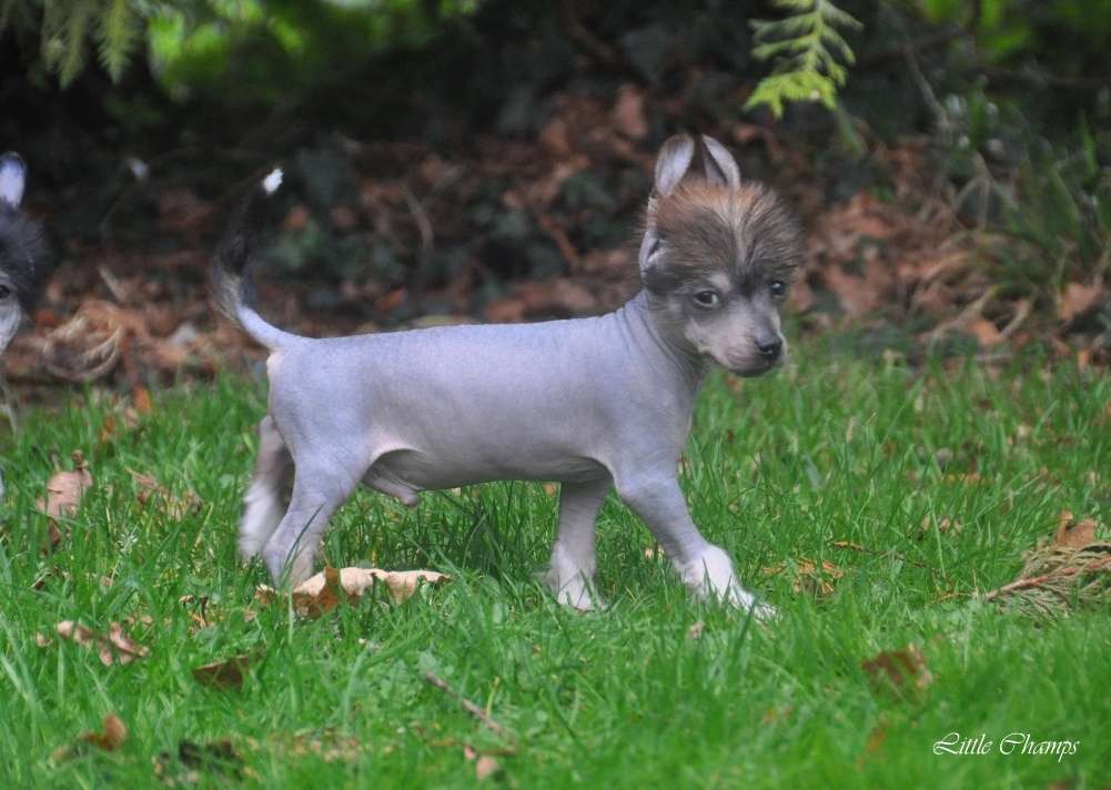 Loriot Little Champs