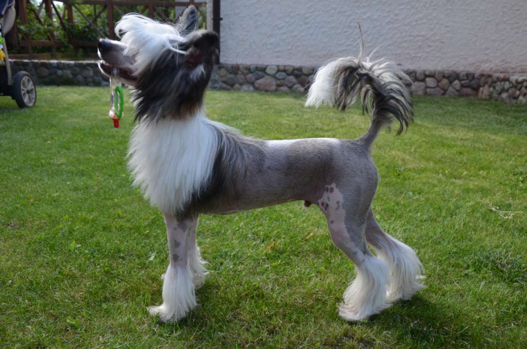 Zolotoy Barni Bonus Westtai