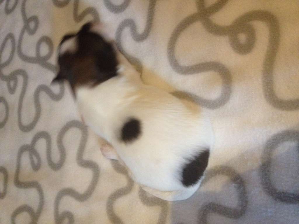 Striding Sweet As Dixie Crystals