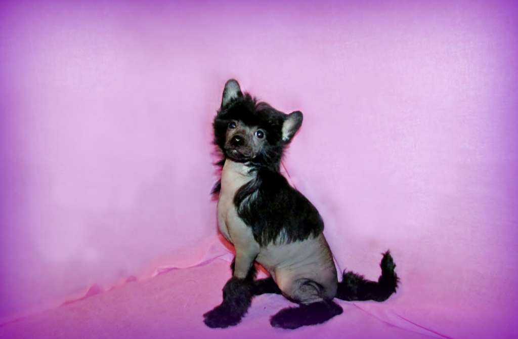 Sharmel Tsarskaya Daughter