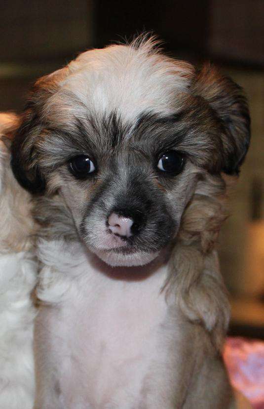 Chinese Flowers Best Christmas Boy