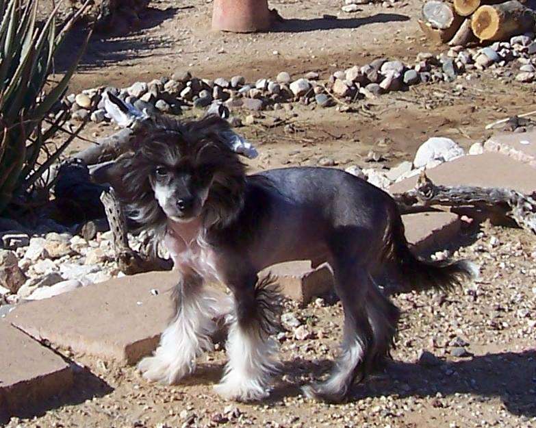 Razzmatazz Art Dekko