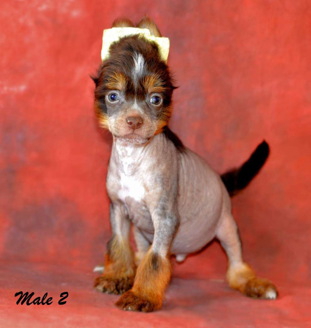 Legion Of Dream S...