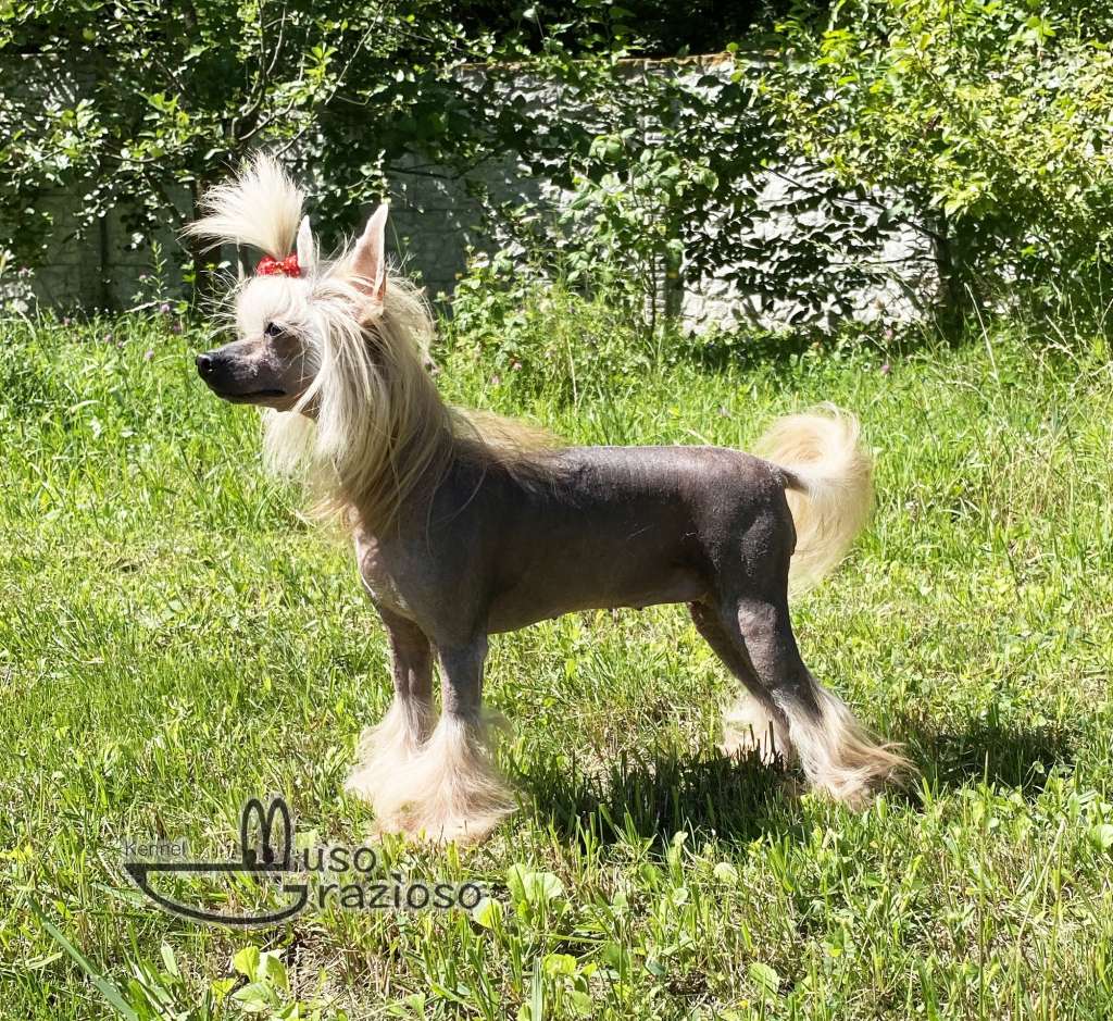 Muso Grazioso Toffi de Luxe