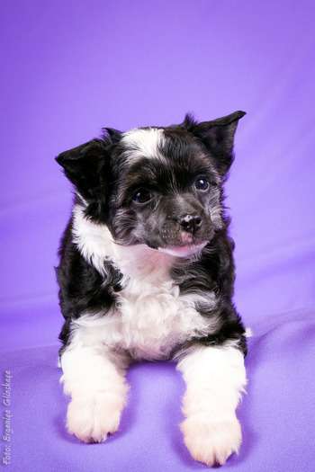 Vivalen Ferb Fletcher