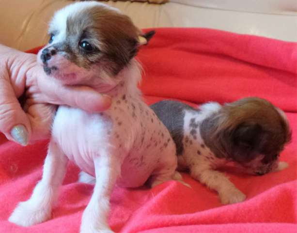 Vellar Pljus Love Story