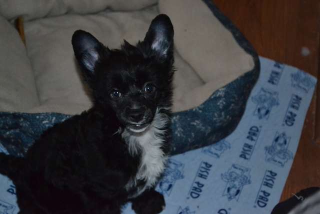 Libertys Next Top Model