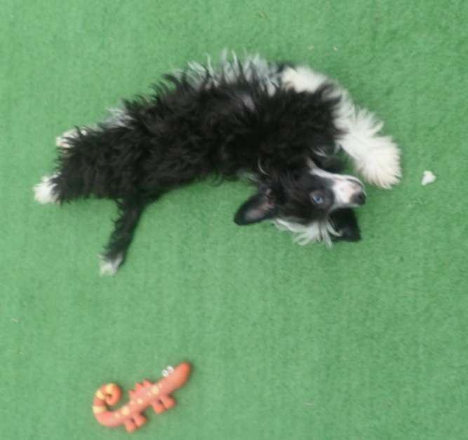 Crystal Hypno Dogs Cassius