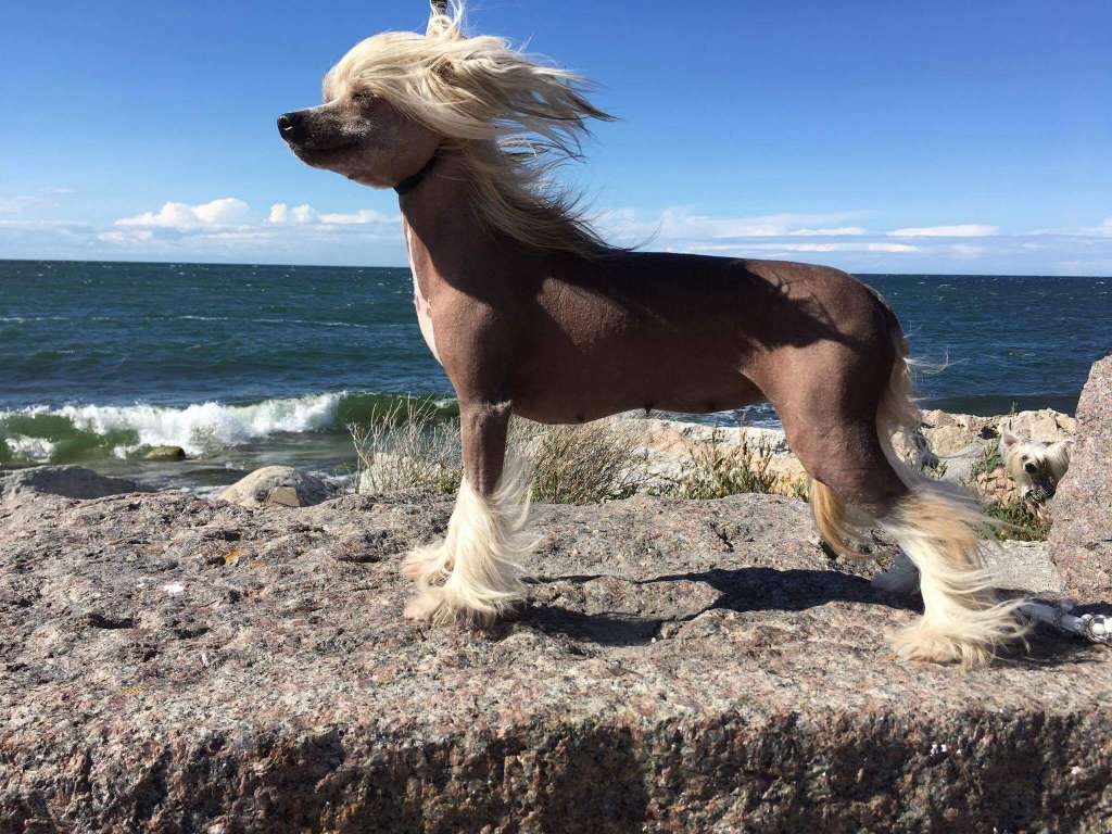 Tournais Shake That Winning Ass