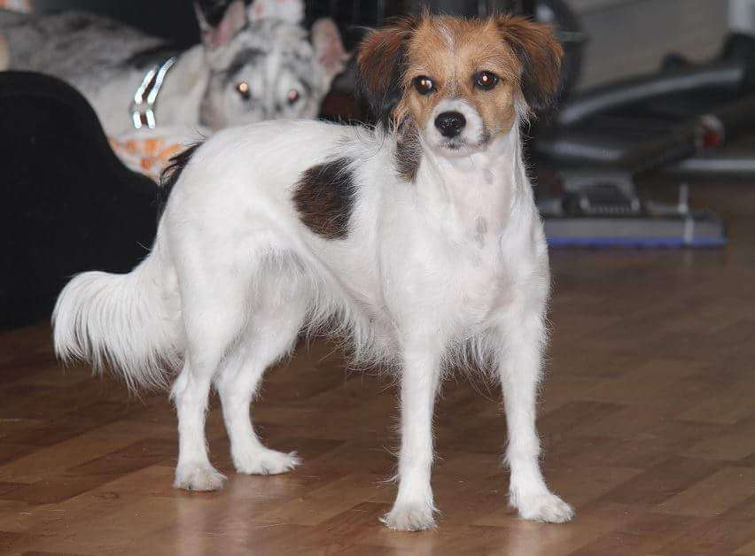 Kultapaimenen kuka keksi rakkauden