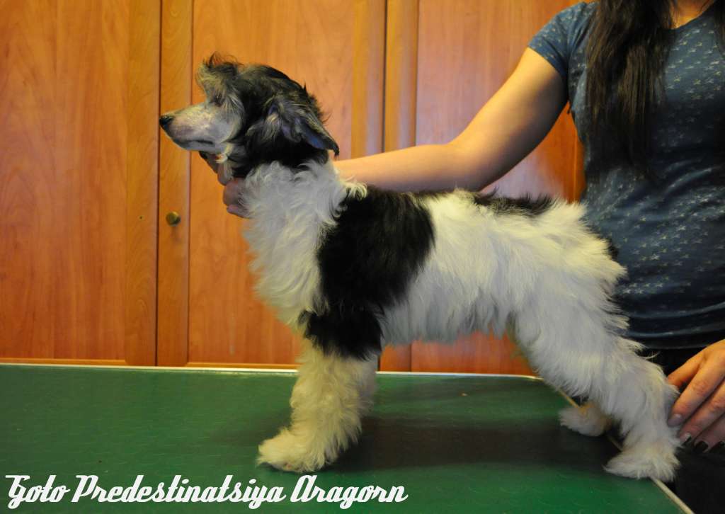 Goto Predestinatsiya Aragorn