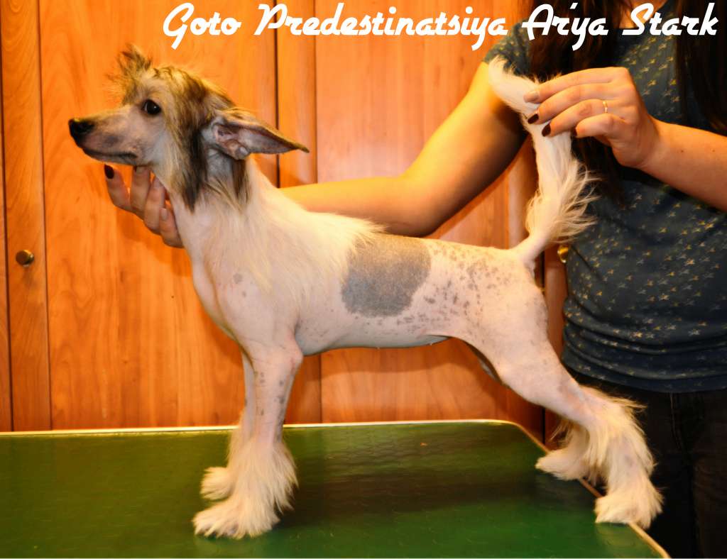 Goto Predestinatsiya Ar'ya Stark