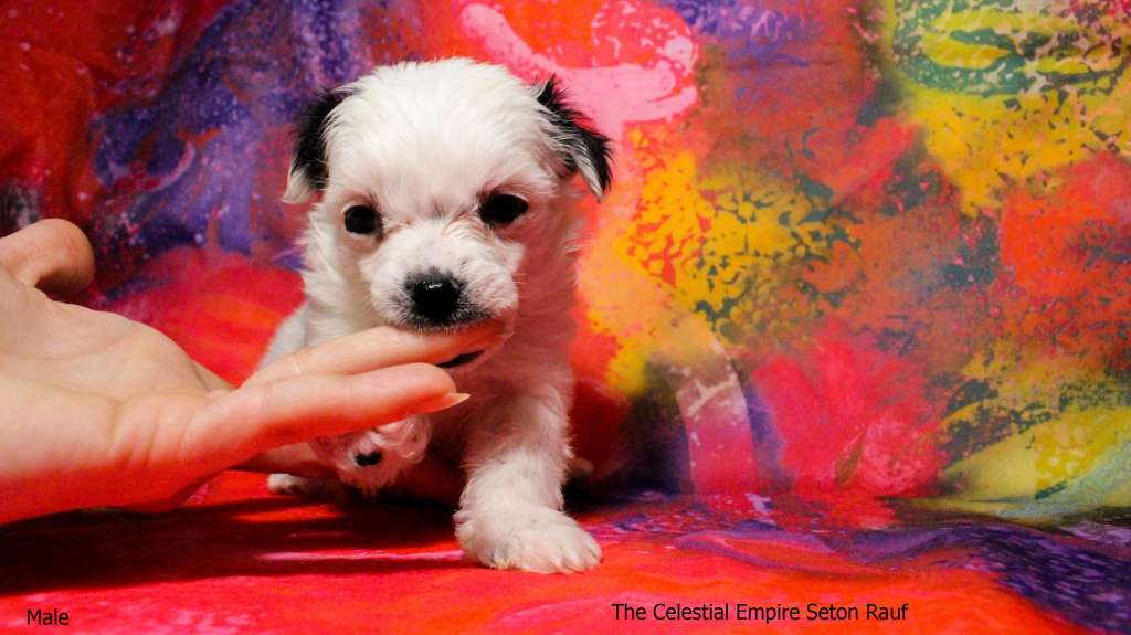 The Celestial Empire Seton Rauf