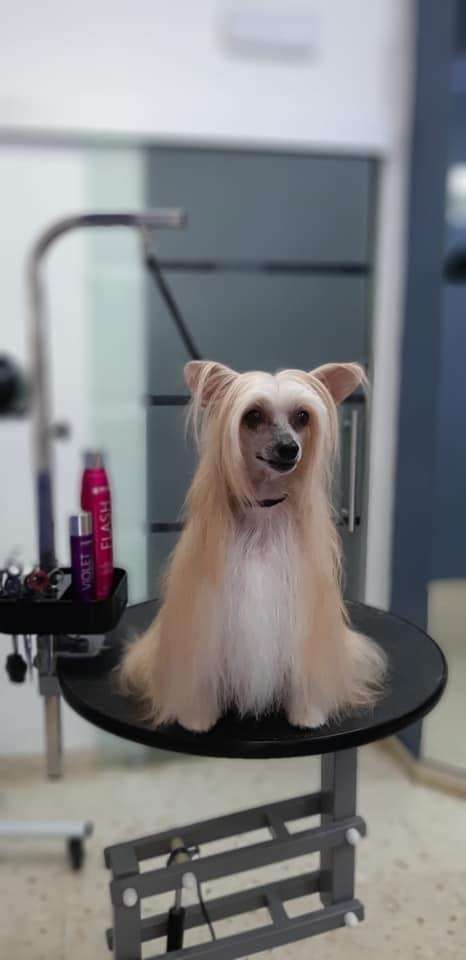 Qntal Militant Diamond Place