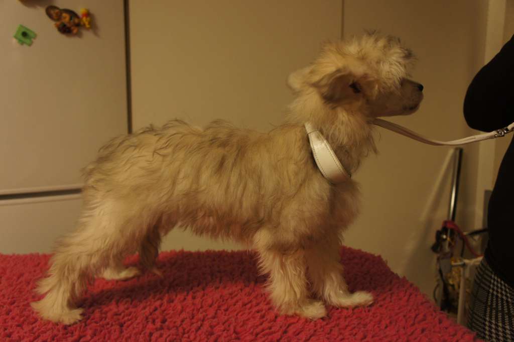 Ying Yang's Express Yourself