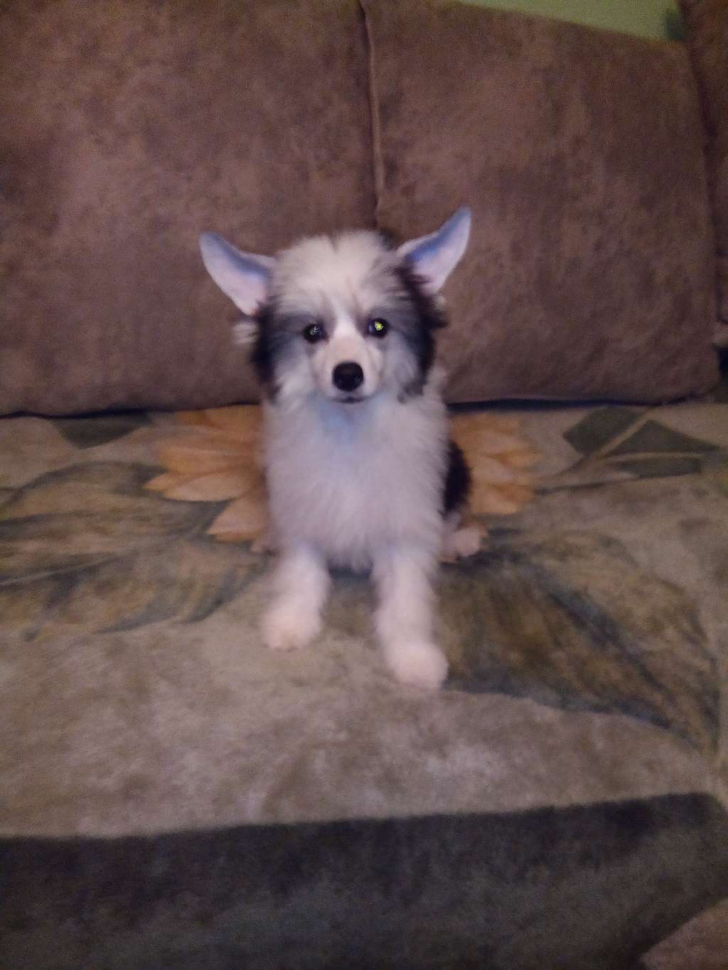 Shelcovij Shlejf Rerikh NikKon