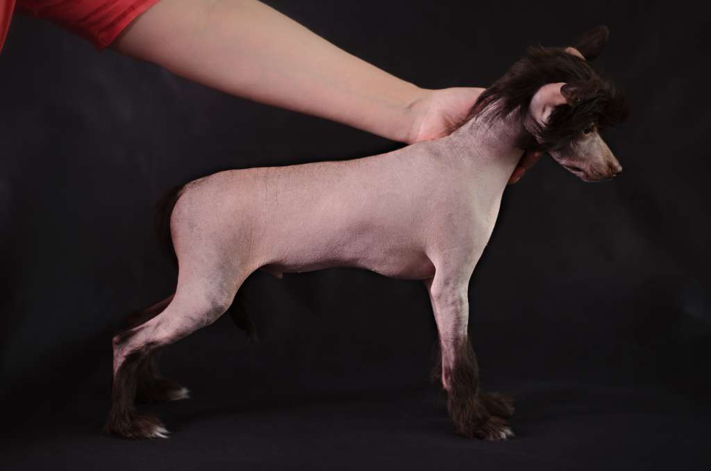 Charuyuschiy Soblazn Aivengo