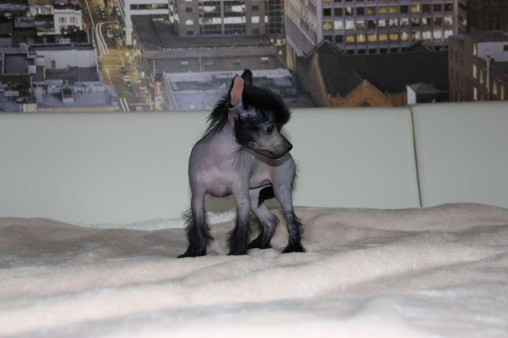 Charuyuschiy Soblazn Anabel