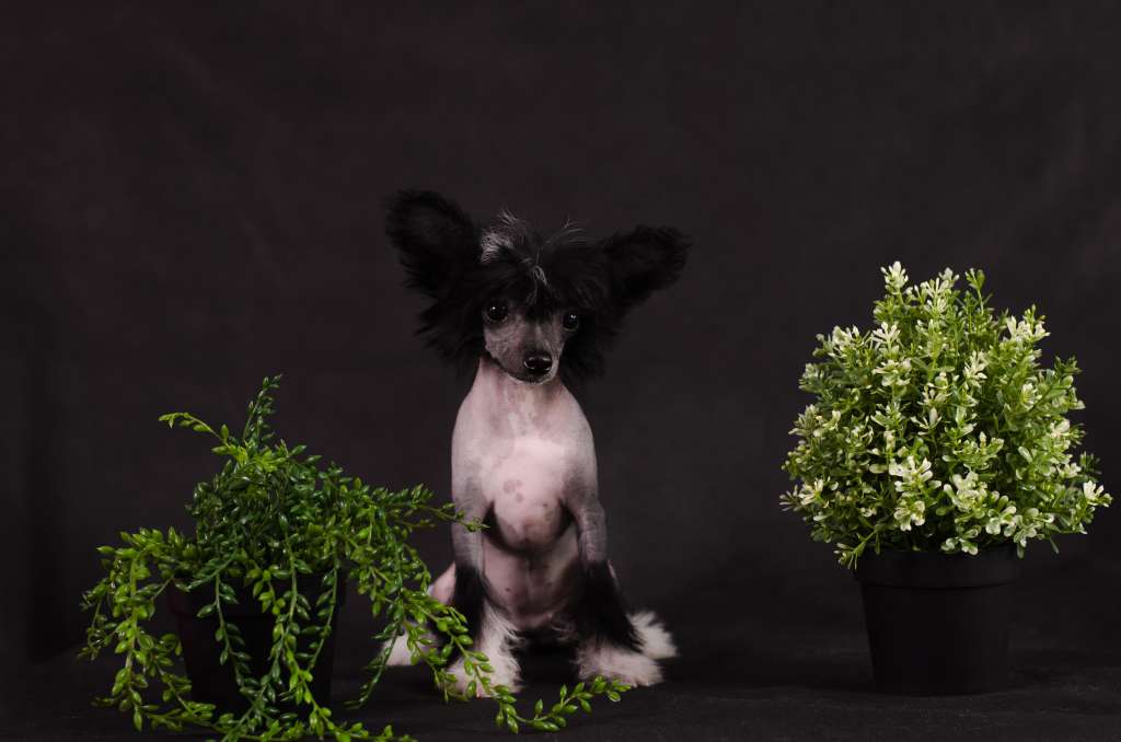 Charuyuschiy Soblazn Aquarelles