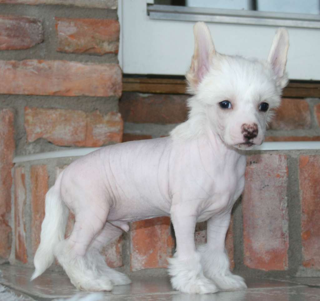 Proud Pony Lord of the Rings