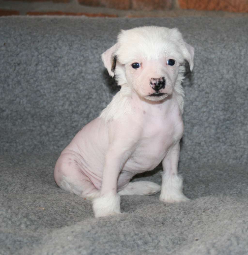 Proud Pony Lucky Strike