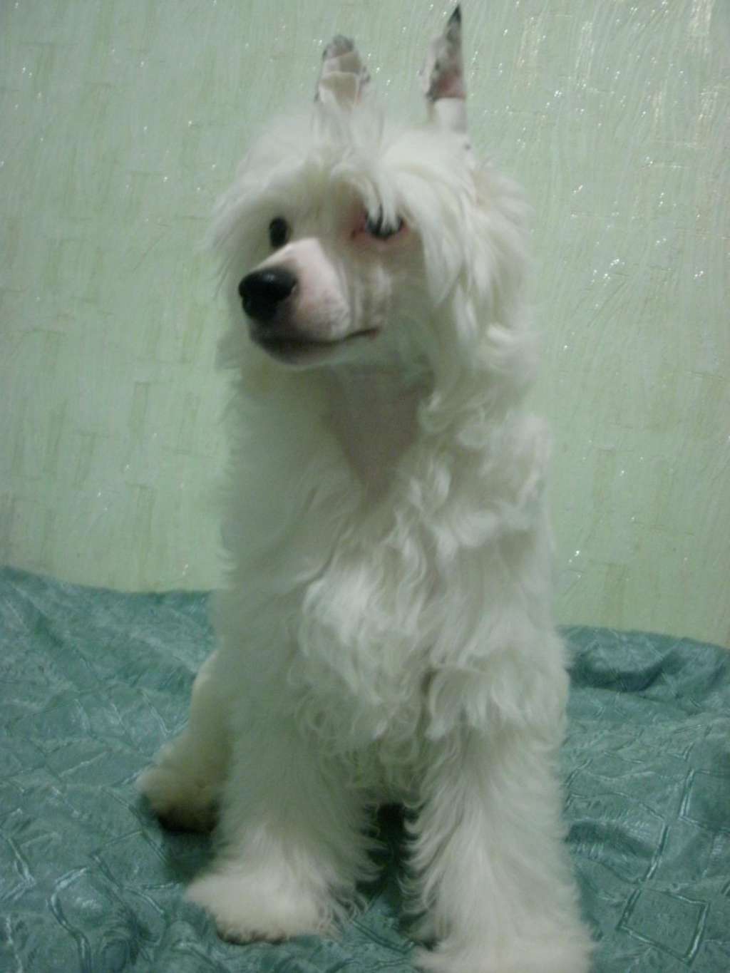 Yuddi  Bile  Vedmezhatko