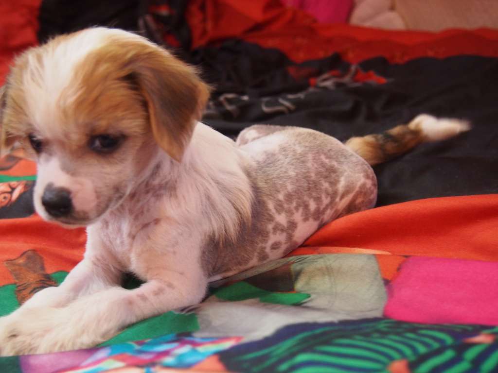 Elegant Grzywkomania